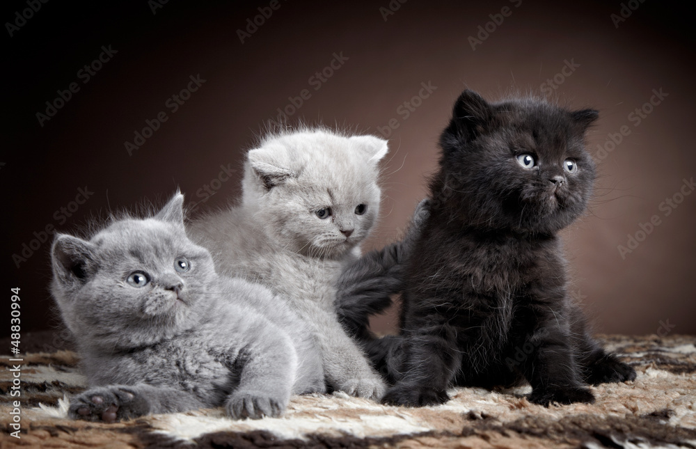 three british short hair kittens