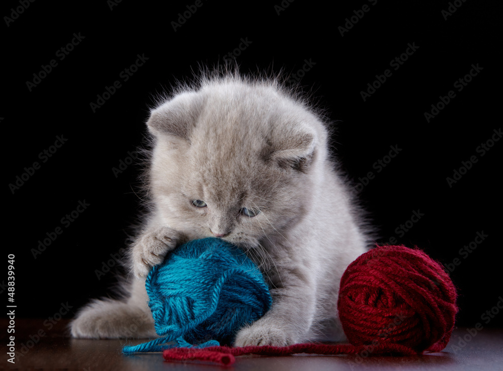 British short hair Kitten and ball of yarn