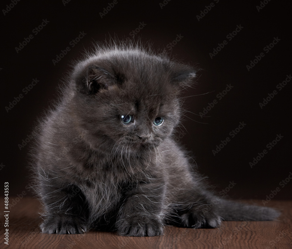 黑色英国短发小猫