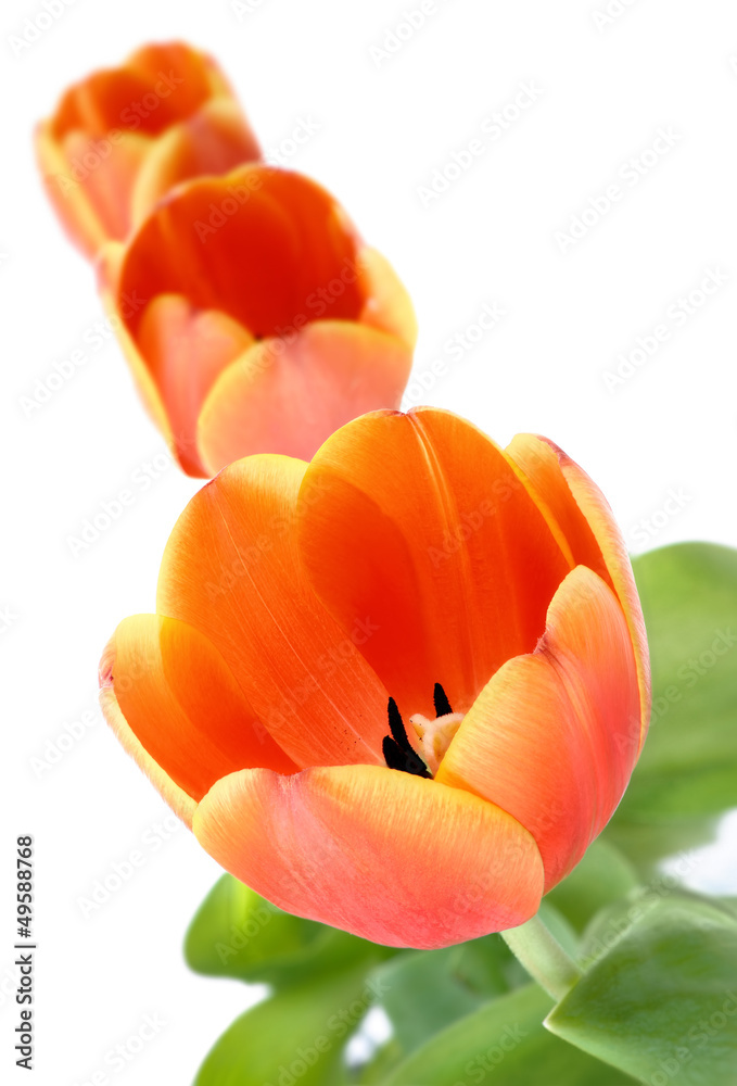 Aufgeblühte Tulpen in einer Reihe
