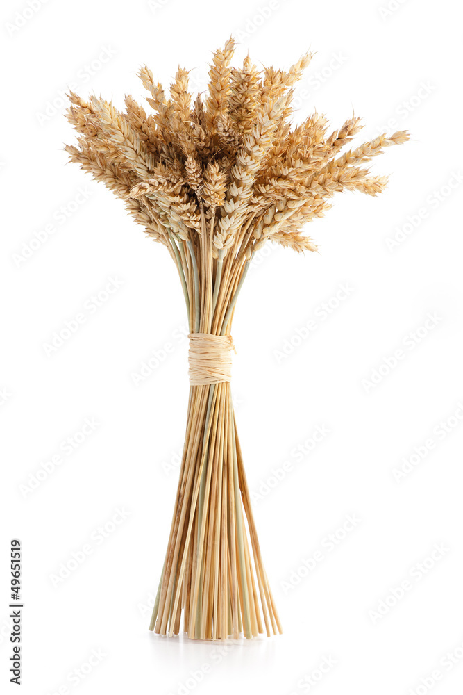 熟小麦穗