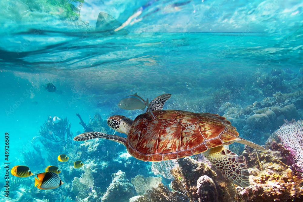 泰国热带水中的绿海龟