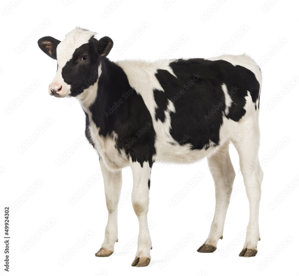 小牛，8个月大，在白色背景前移开视线