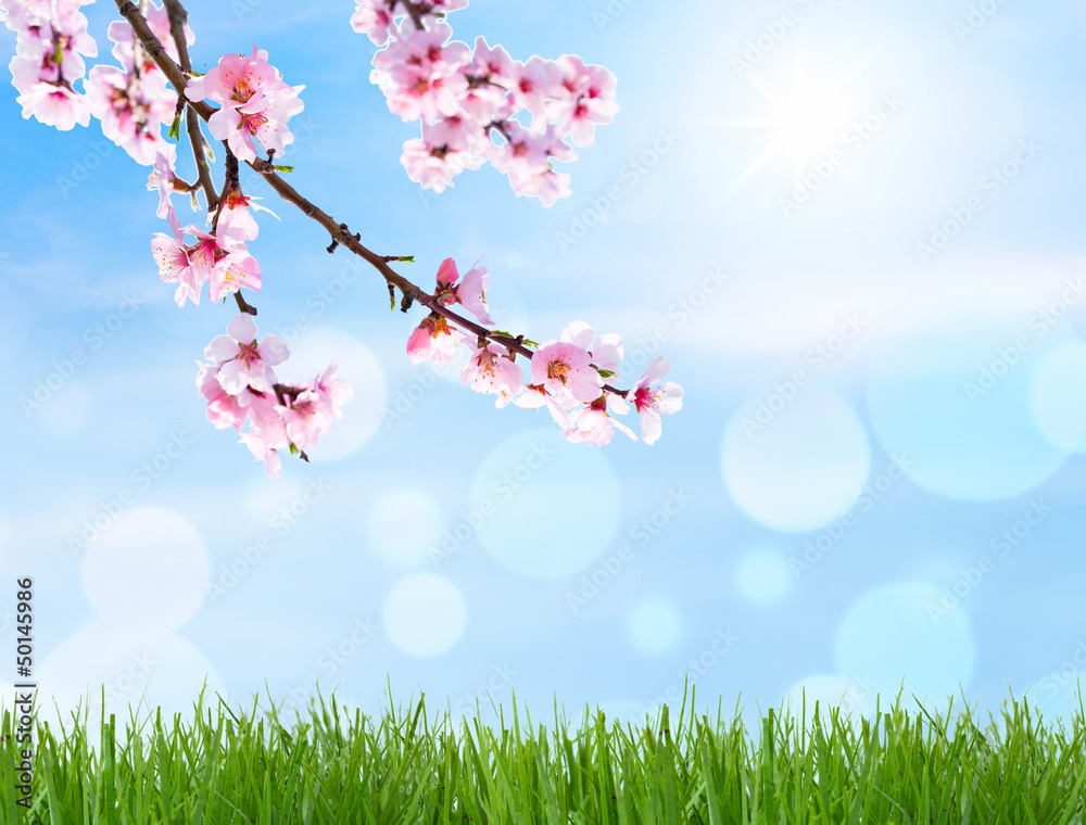 Kirschblüte als Hintergrund