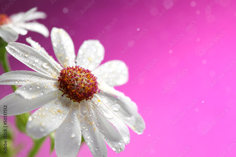 Fresh white daisy on pink background