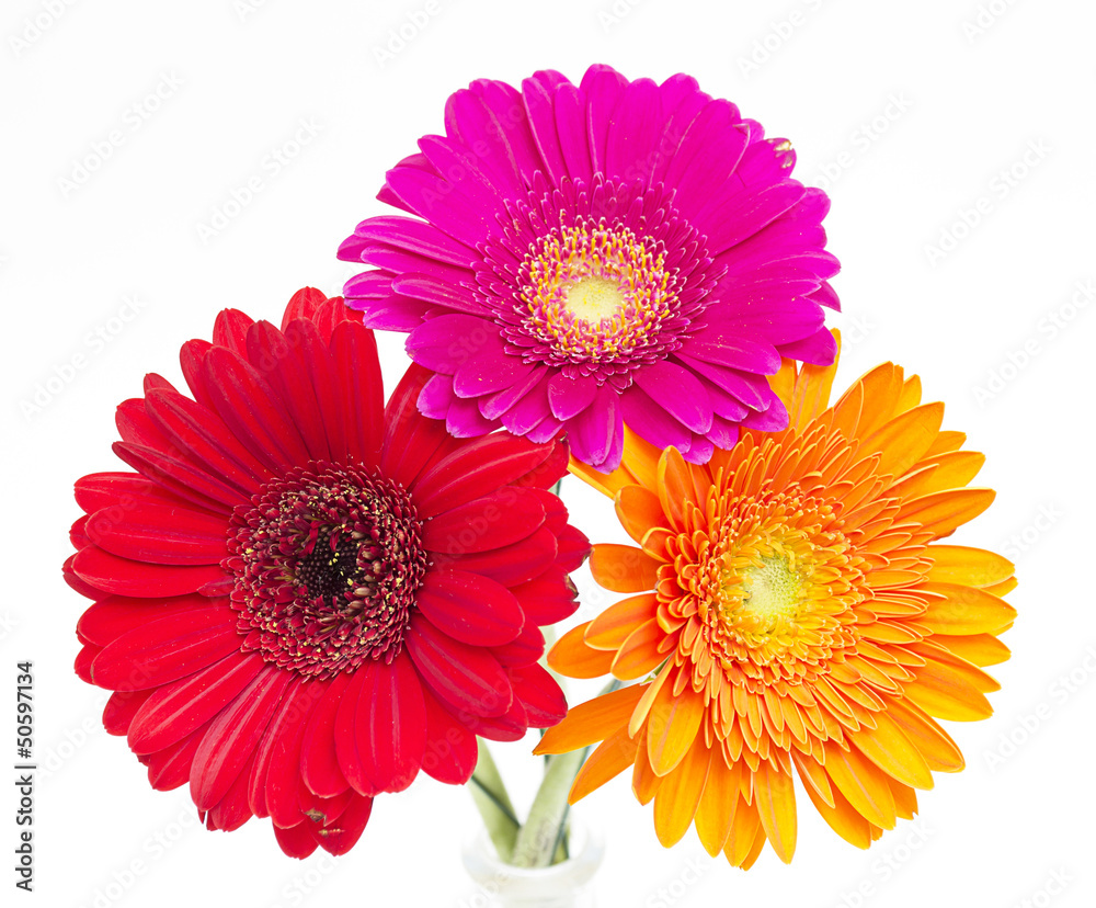 Gerber Daisy isolated on white background