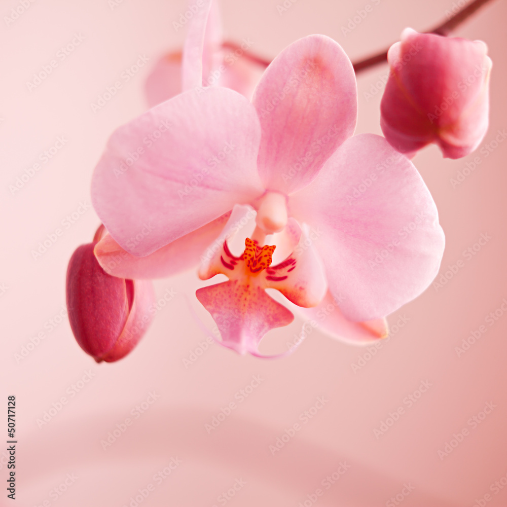 春兰粉色花朵