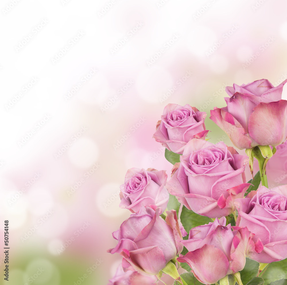 粉色玫瑰花束，提供免费文本空间