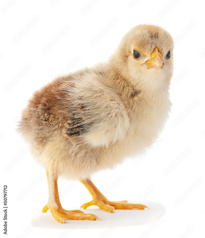 Newborn chicken