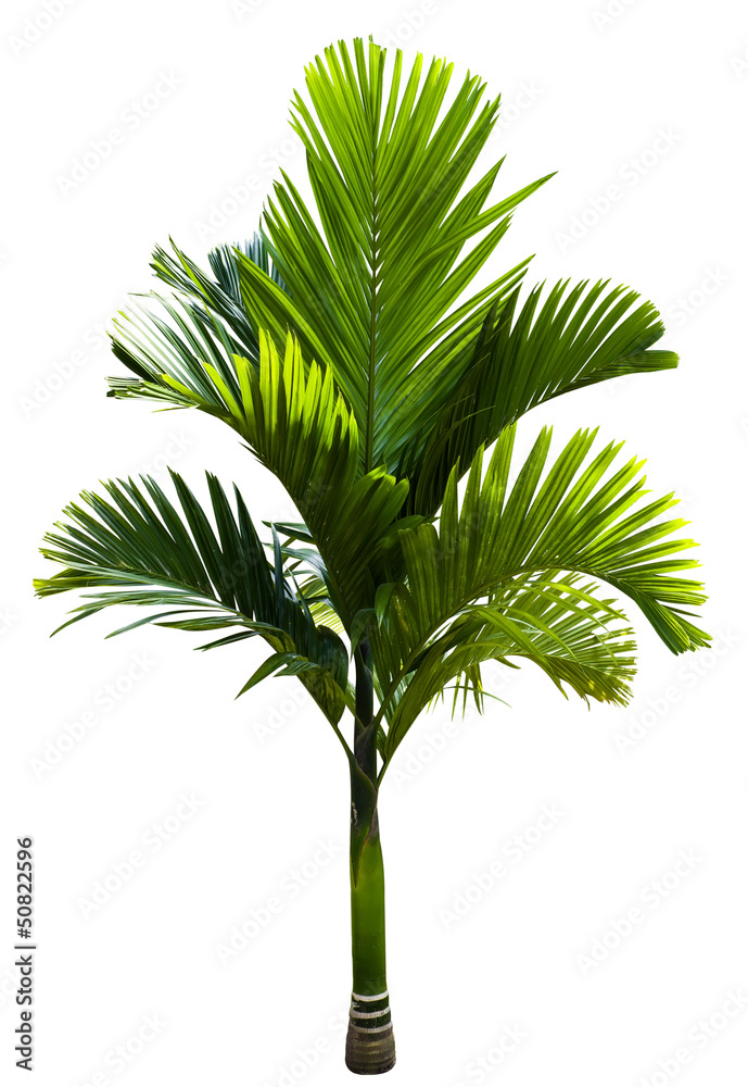 绿色麦克阿瑟棕榈树
