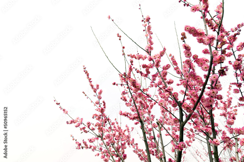 美丽的粉红色梅花在春天