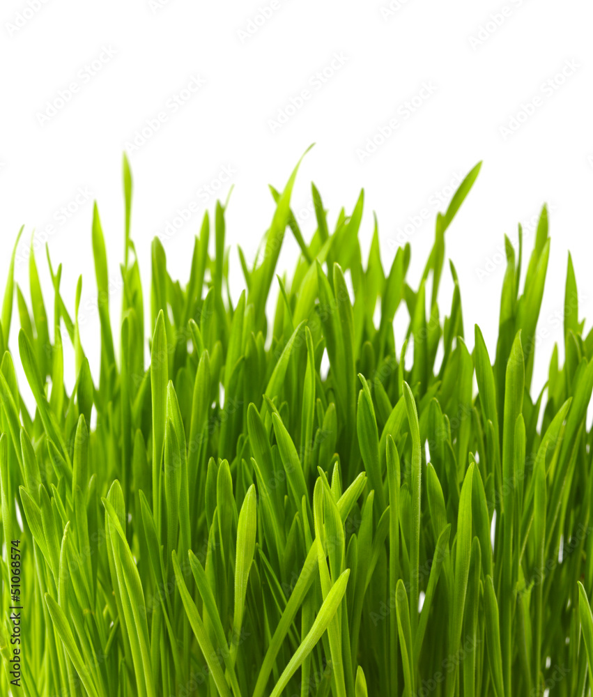 新鲜绿草