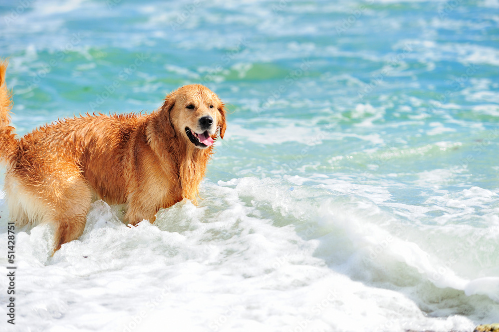 金毛寻回犬在海滩上奔跑