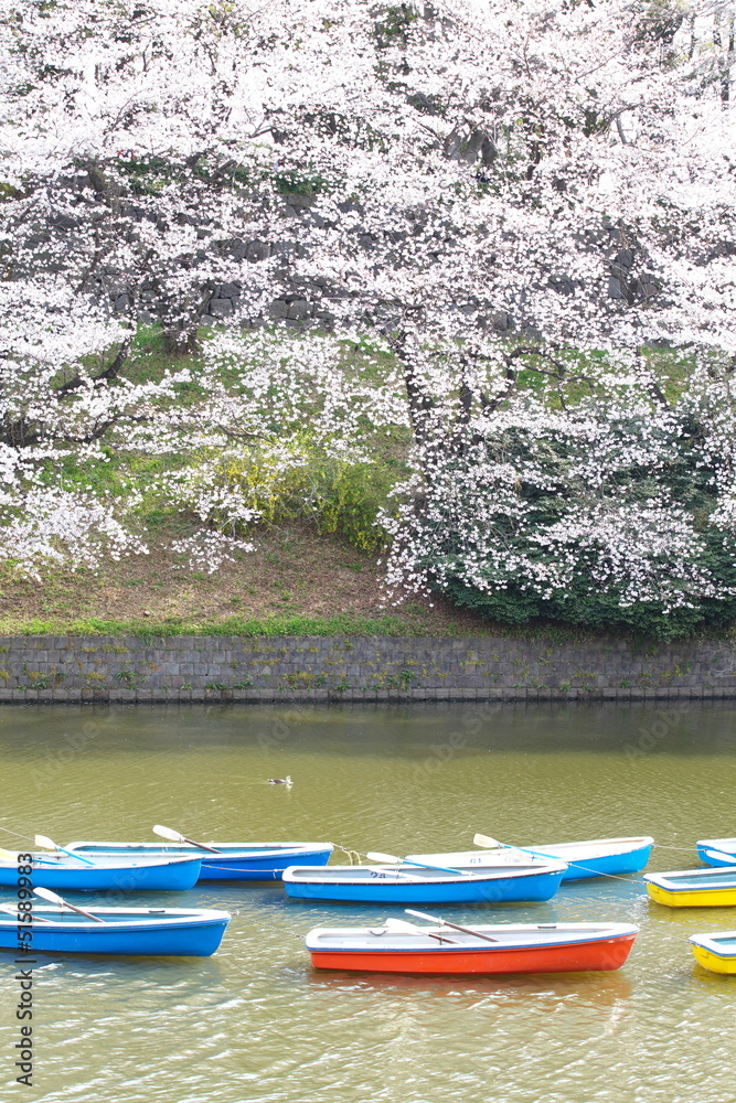 日本东京千里甲池公园的樱花景观