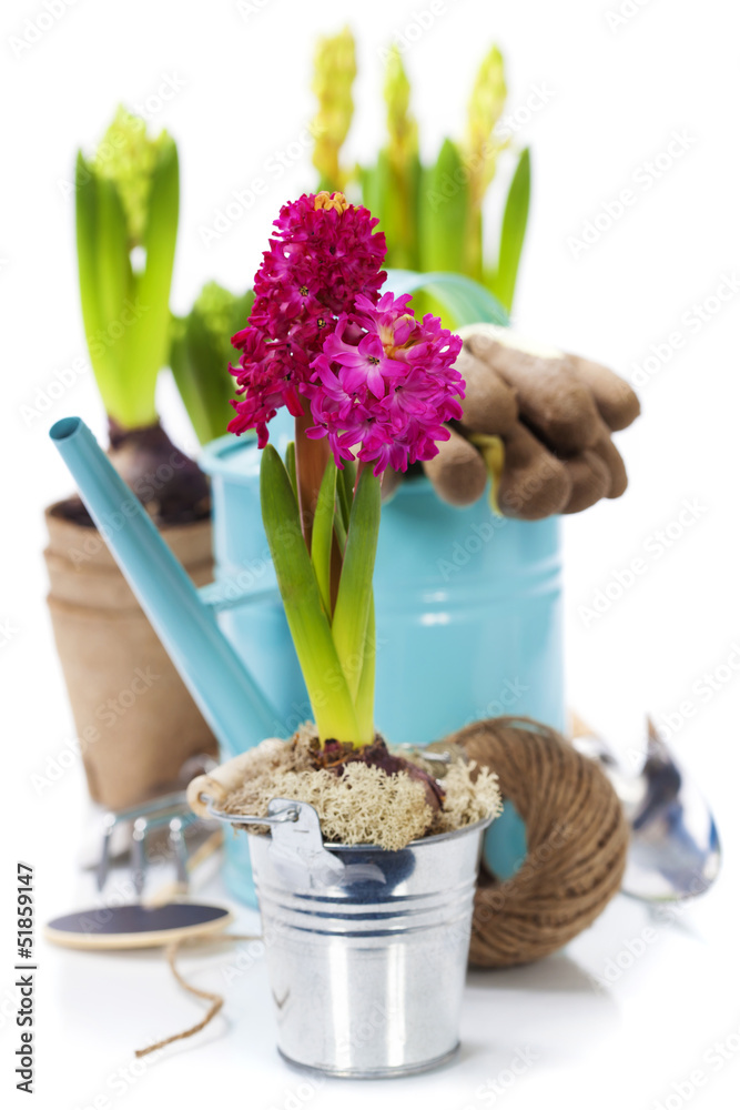 花盆和园艺工具中的新鲜风信子球茎