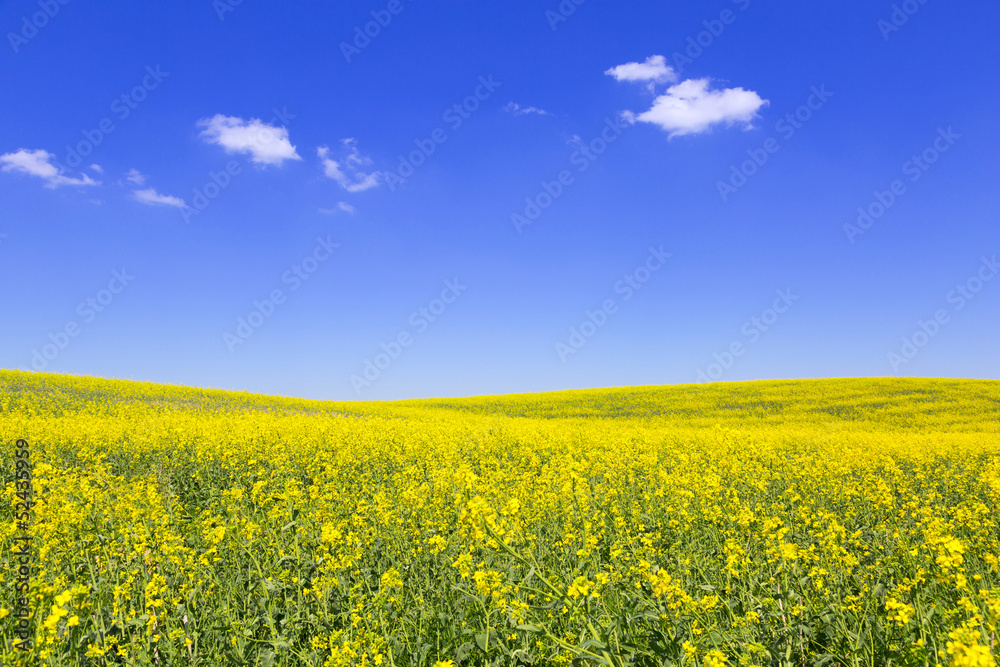 波兰蓝天下绽放的黄色田野