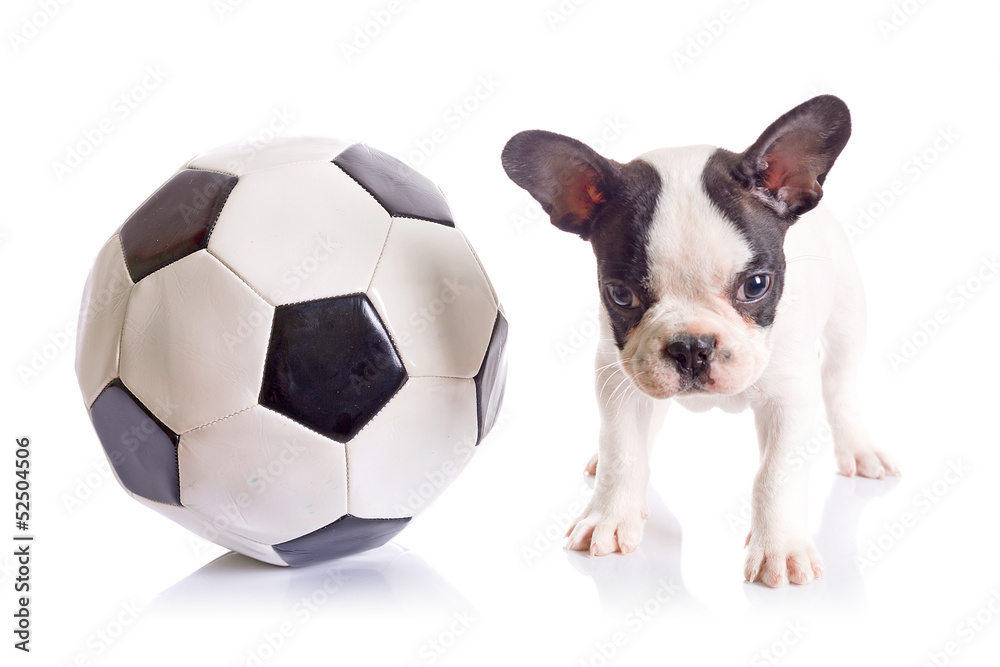 法国斗牛犬小狗，白色上方有足球