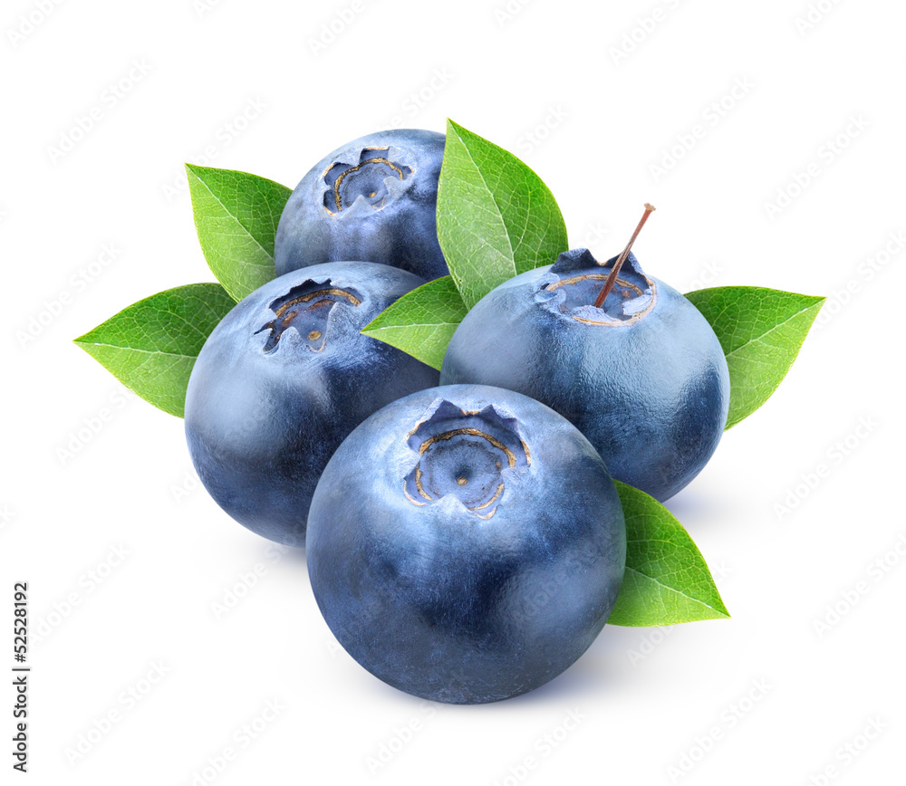 分离的蓝莓。四种新鲜的蓝莓果实，叶子分离在白色背景上