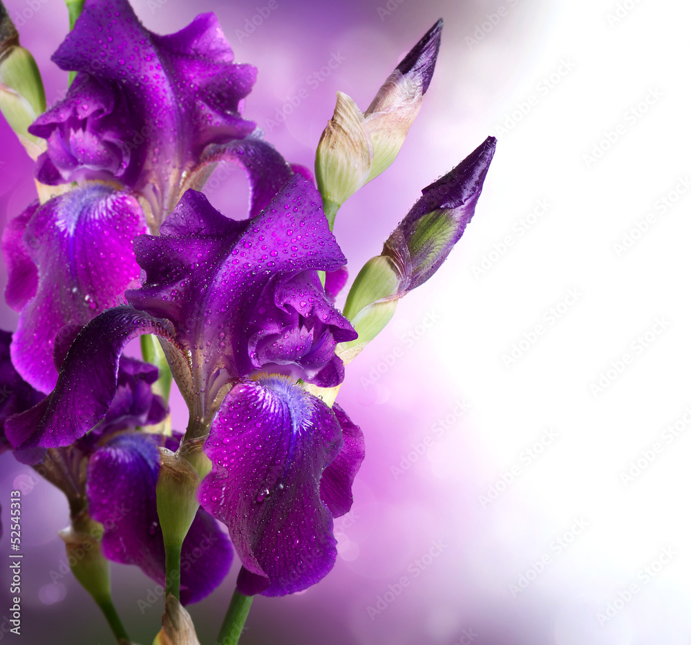 鸢尾花艺术设计。美丽的紫罗兰花