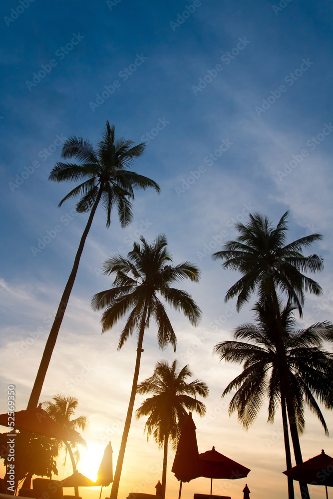日落时棕榈树的抽象剪影