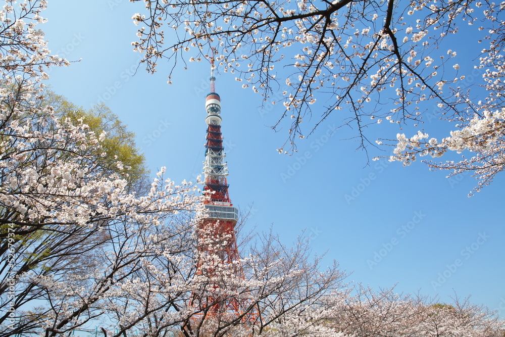 樱花盛开的东京塔