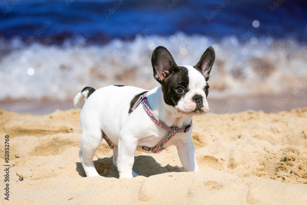 法国斗牛犬小狗在海滩上玩耍