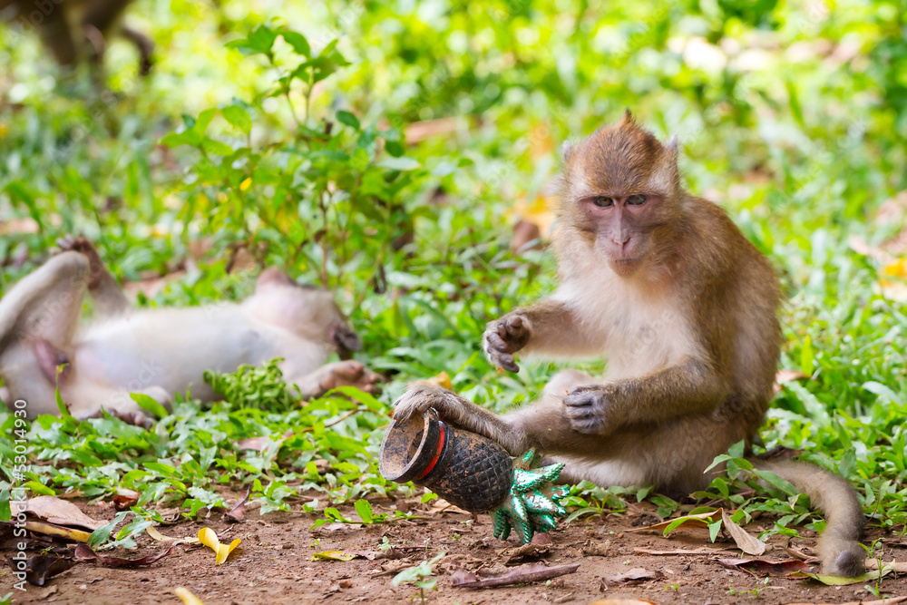 野生动物中的猕猴，泰国