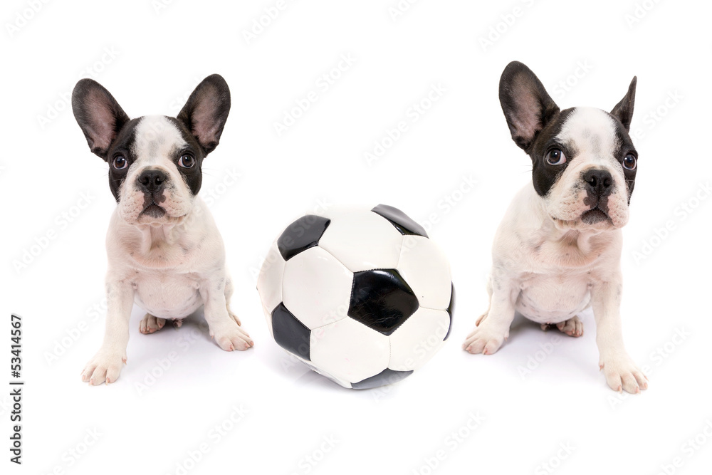 法国斗牛犬幼犬白色足球
