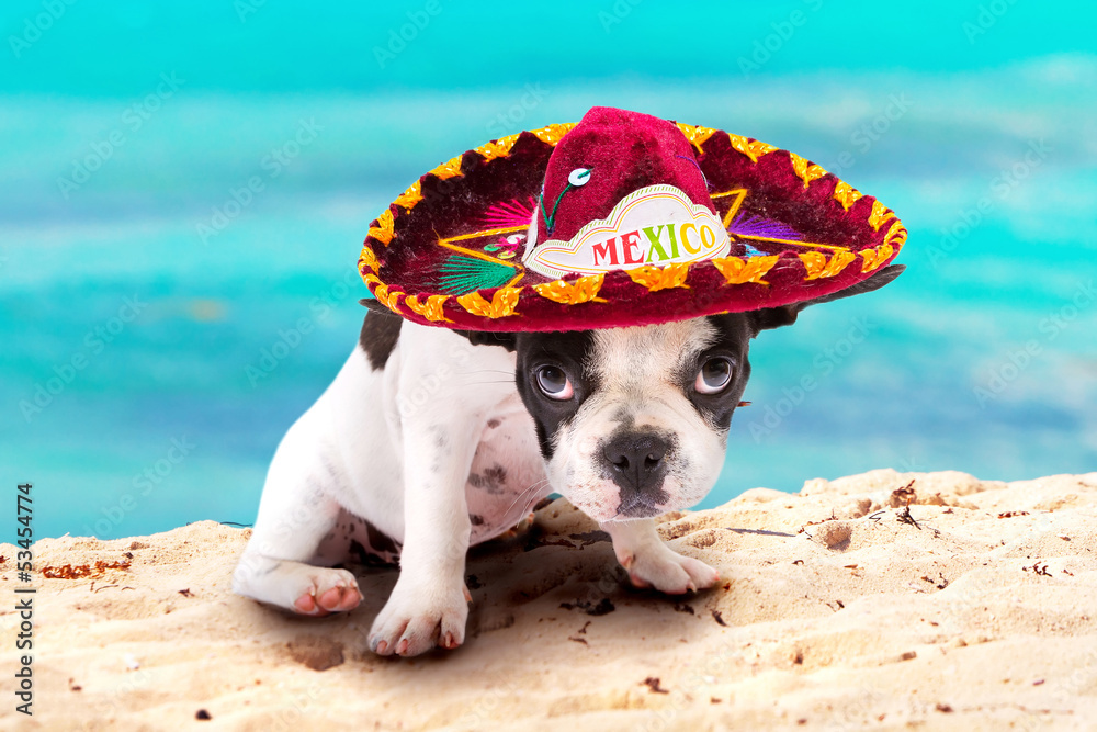 海滩上穿着墨西哥宽边帽的法国斗牛犬小狗