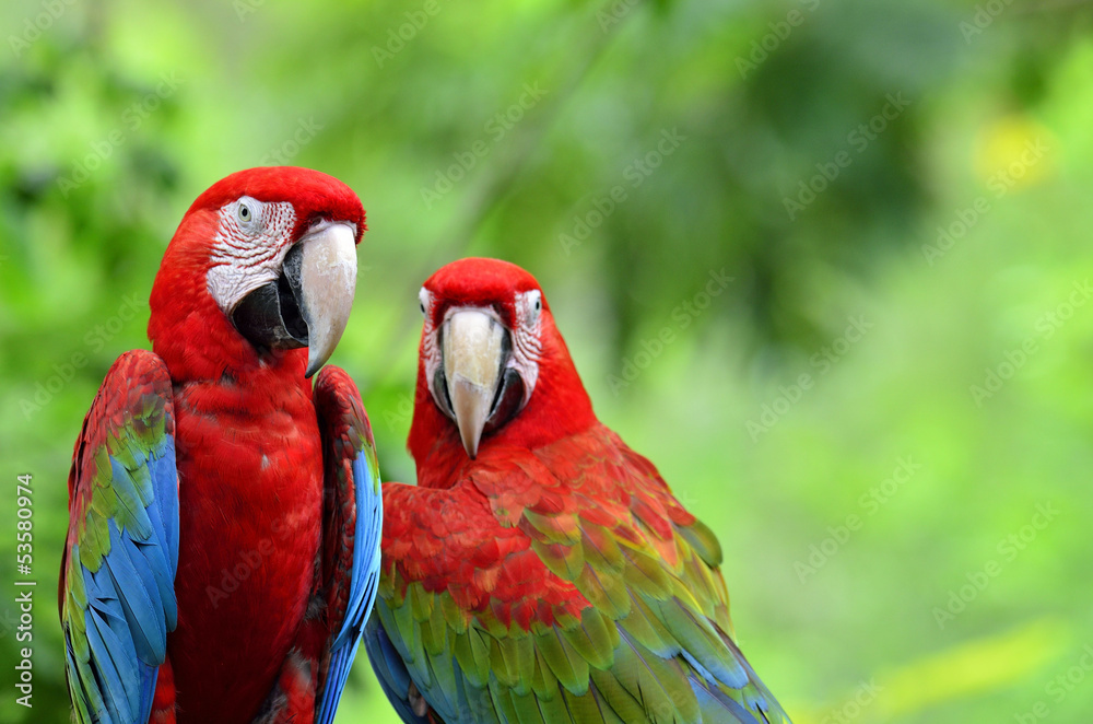A sweet moment of Green-winged Macaw with romantic pair of color