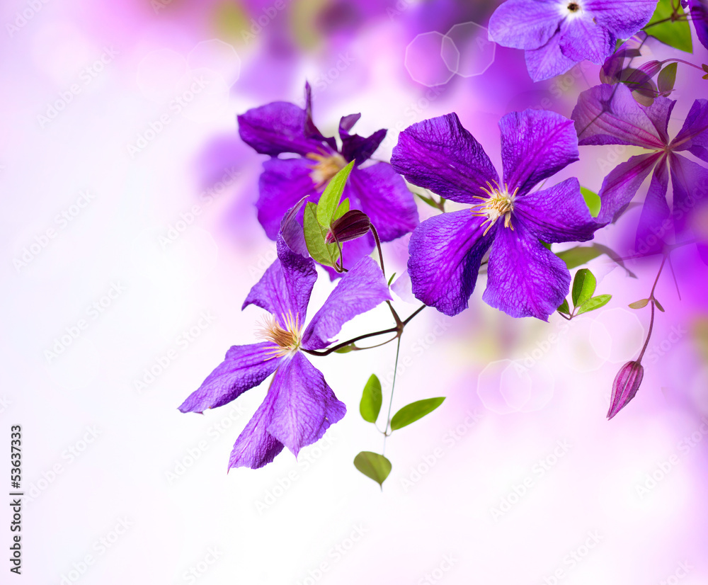 铁线莲花。紫罗兰铁线莲花艺术边框设计