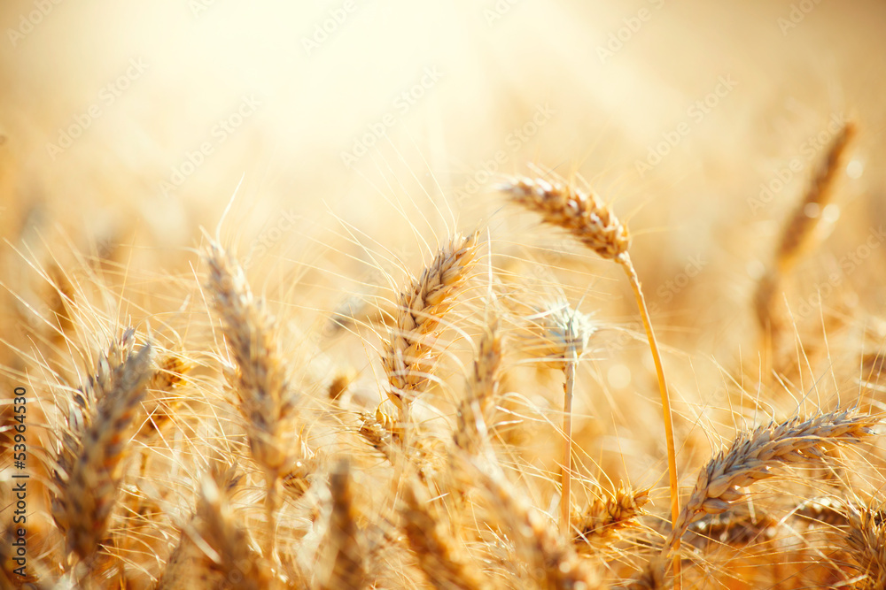 干燥的金色小麦田。收获概念