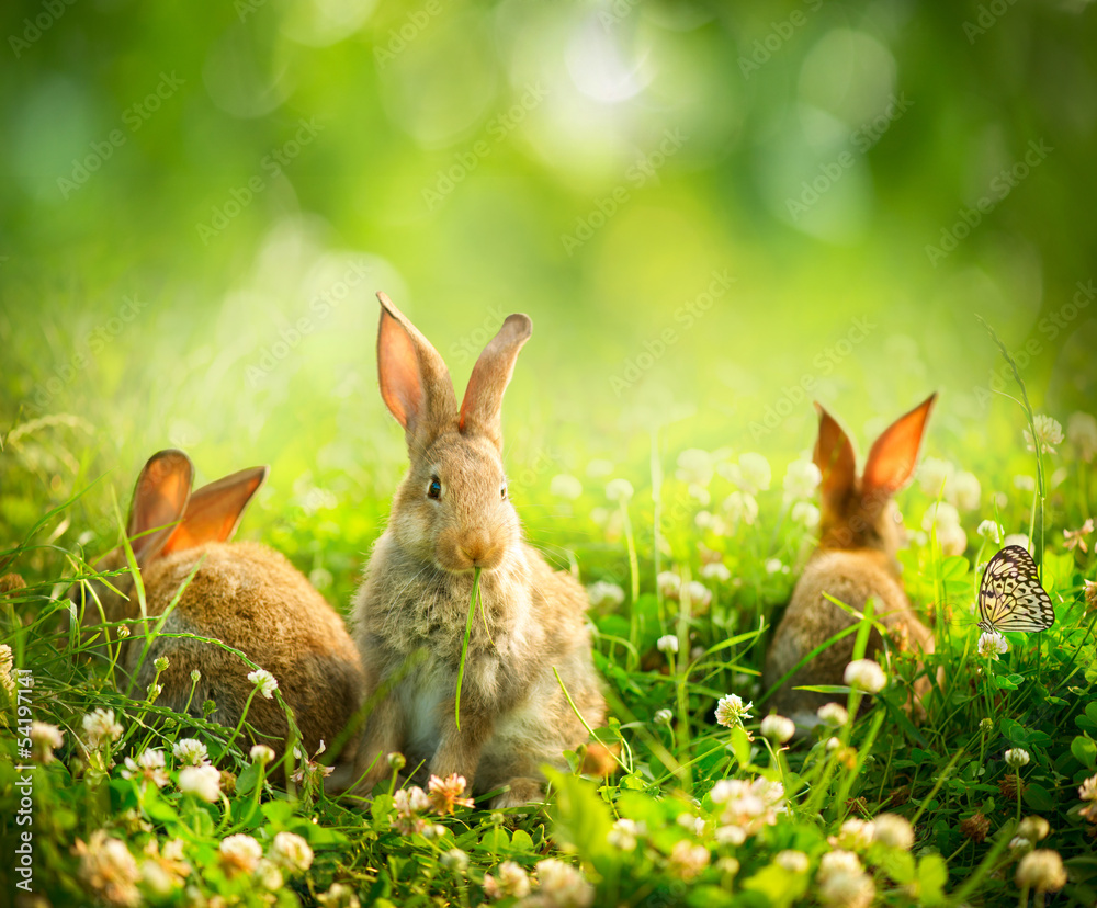兔子。草地上可爱的复活节小兔子的艺术设计
