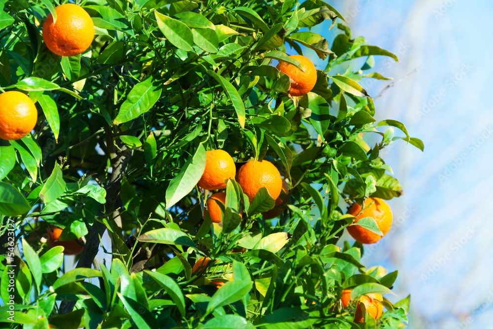 在灌木丛中成熟的橘子