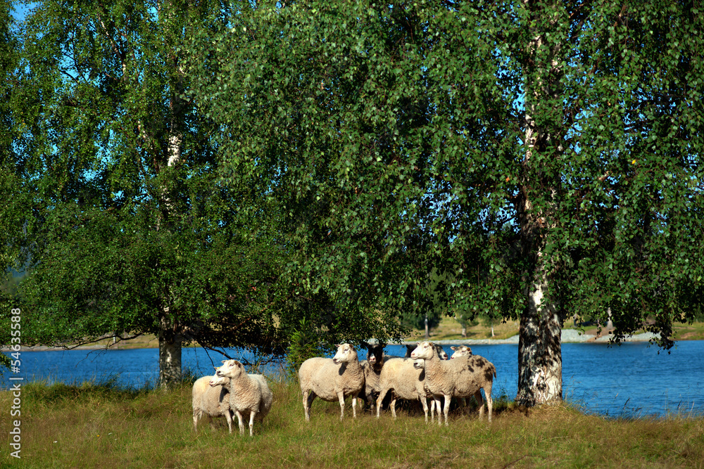 Sheep by river
