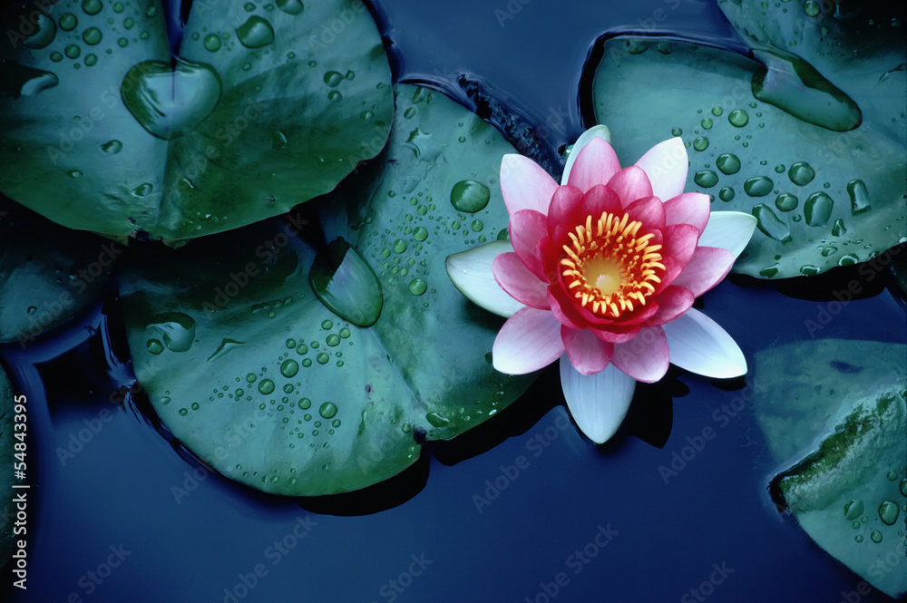 池上漂着鲜艳的睡莲或荷花