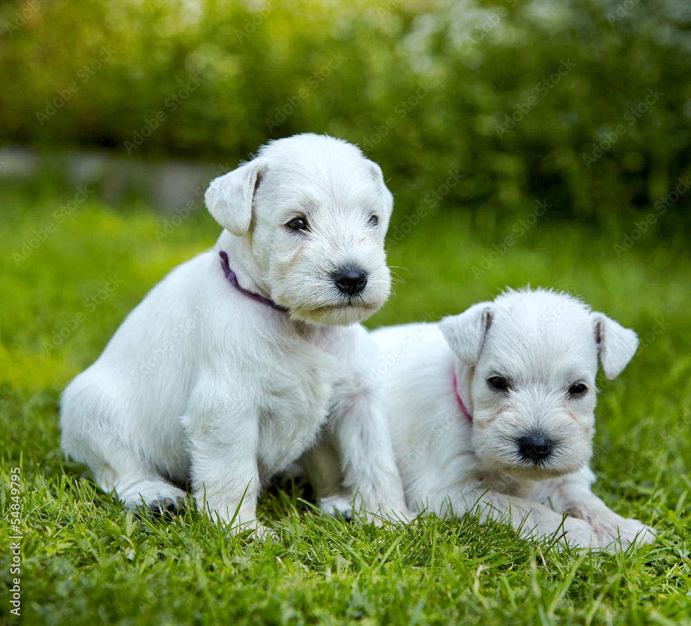 white schnauzer puppies