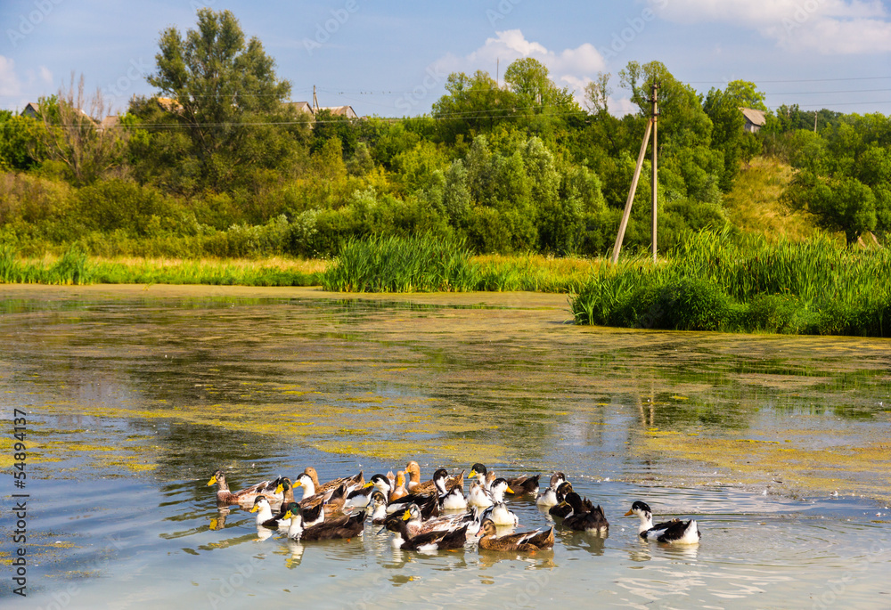 沼泽湖上的鸭子——俄罗斯库尔斯克地区