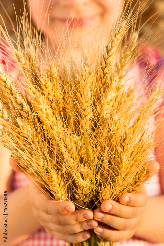 Yellow wheat ears in hands