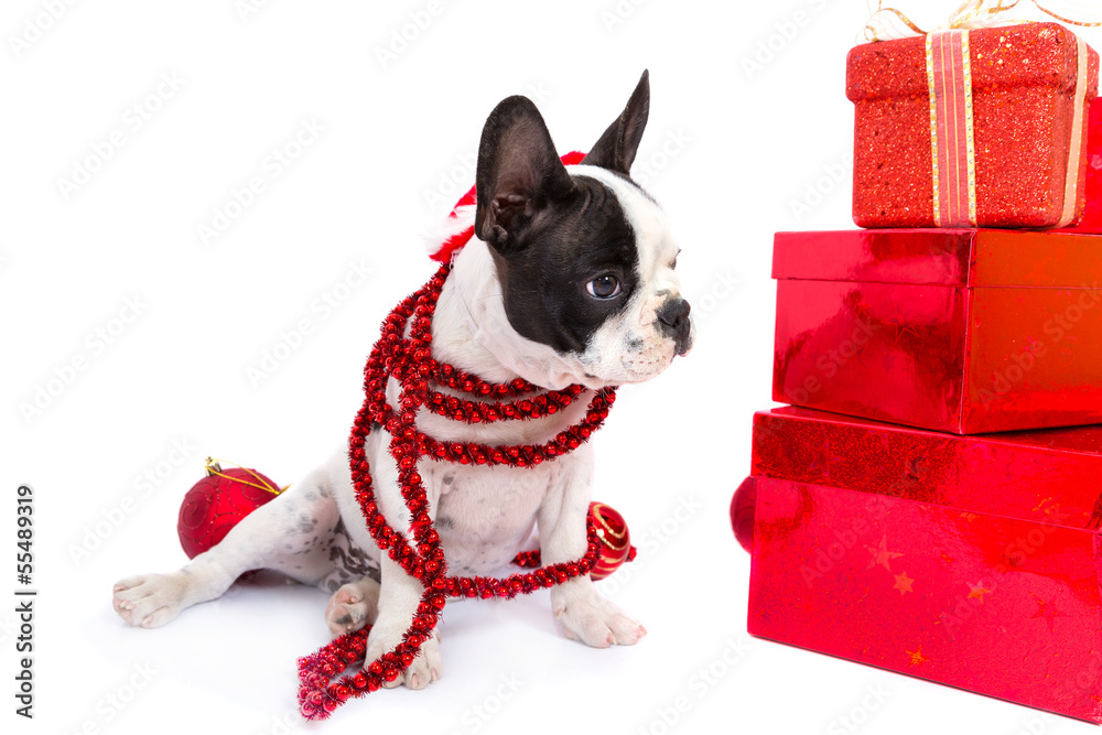 戴圣诞老人帽的法国斗牛犬小狗，白色礼物盒