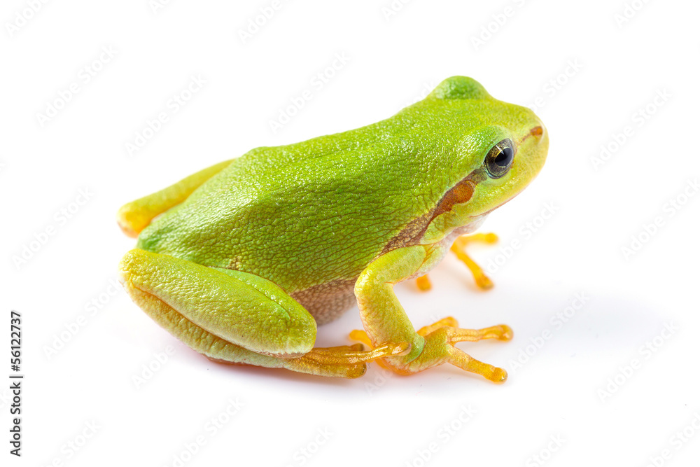 绿色树蛙在白色背景下特写