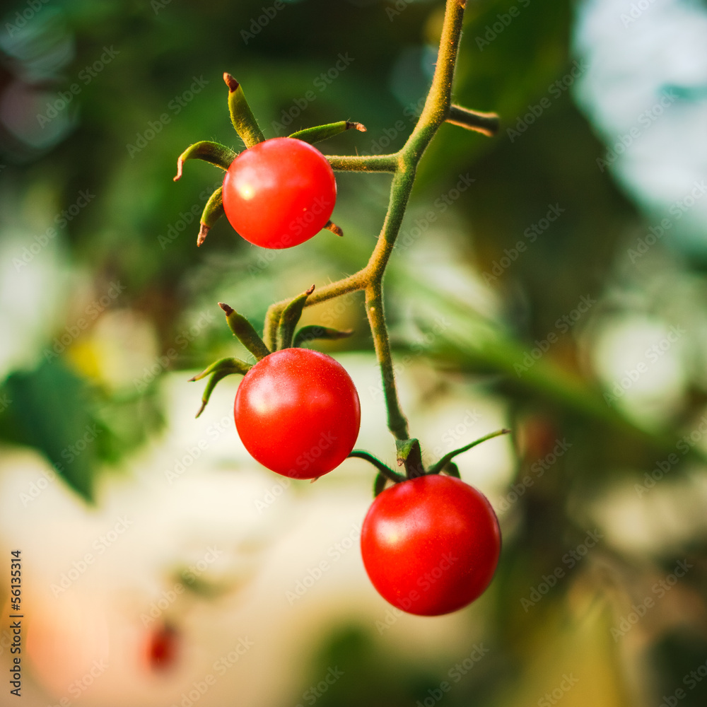 花园里的樱桃番茄