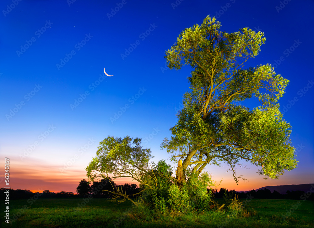 Beleuchteter Baum vor tiefblauem Nachthimmel