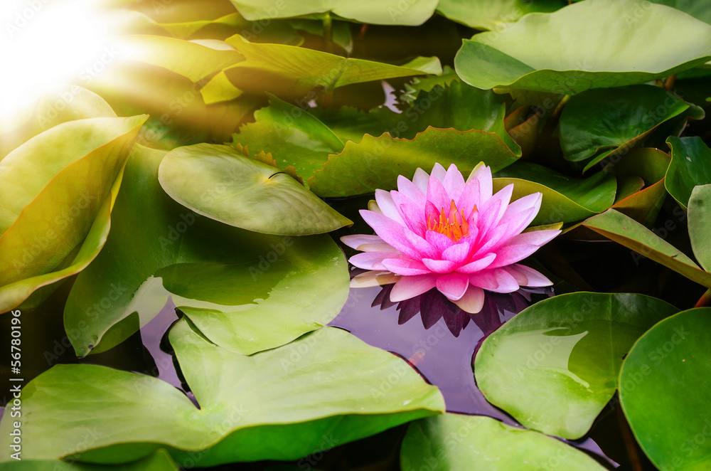 Pink Lotus flower and sunshine