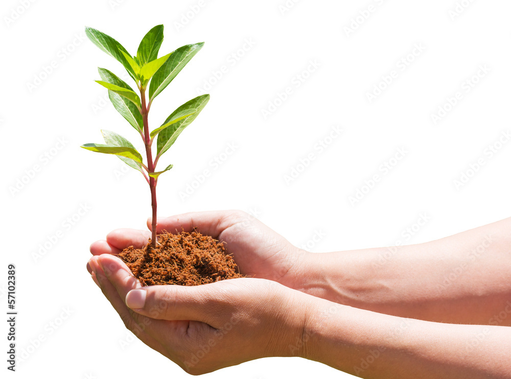 seedling in hand on white background