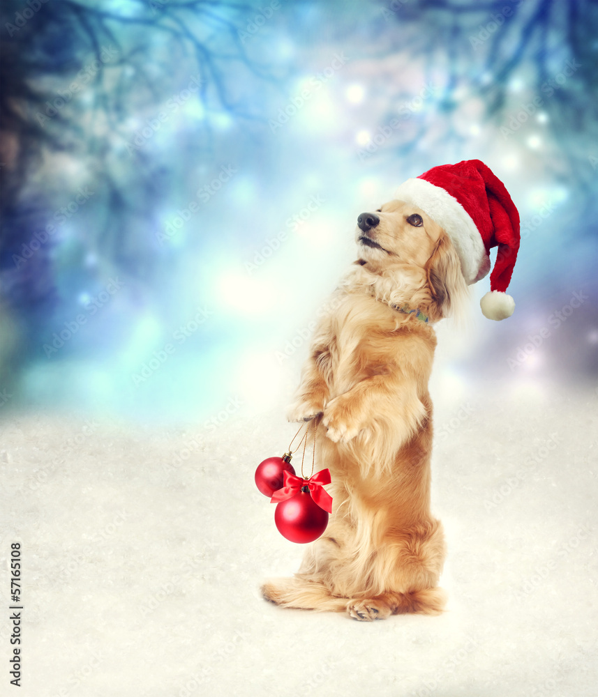戴着圣诞老人帽子的腊肠犬拿着圣诞饰品