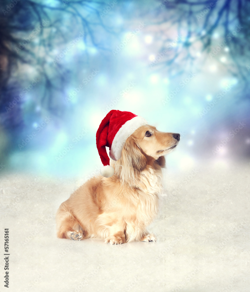 戴圣诞老人帽的腊肠犬