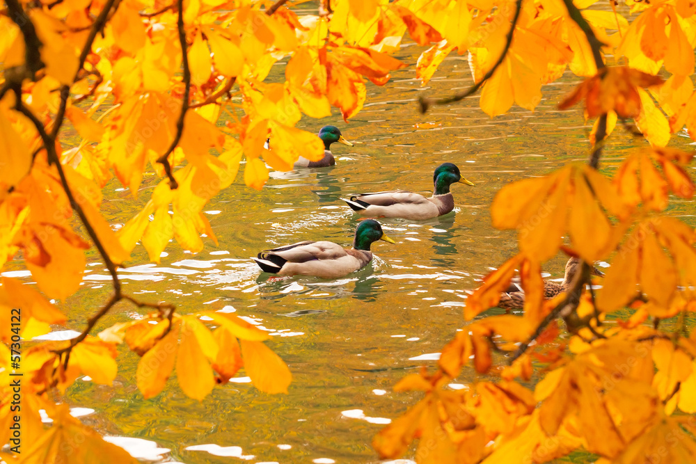 Ducks swimming across the pond in autumnal park