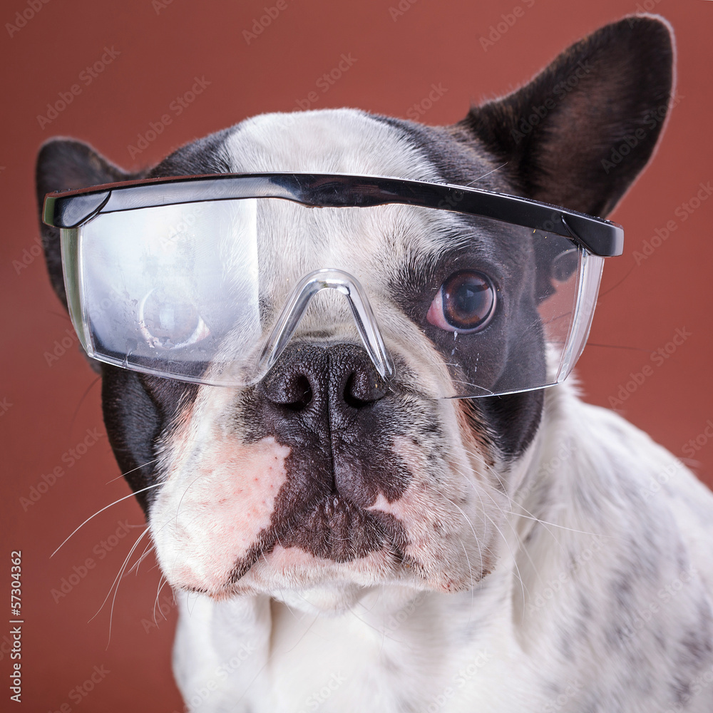 戴安全眼镜的法国斗牛犬