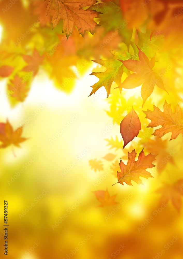 Autumn Falling Leaves
